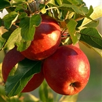 Braeburn Apple Tree