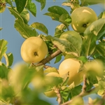 Golden Delicious Apple Tree