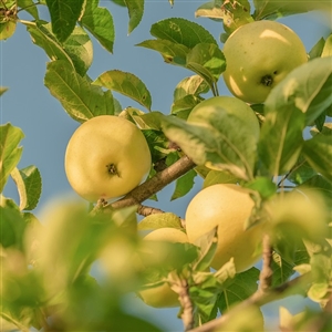 Golden Delicious Apple Tree