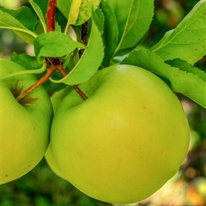 Granny Smith Apple Tree