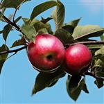 Jonathan Apple Tree