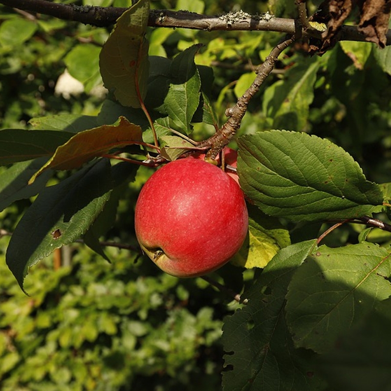 Pink Lady&#174; Apple Tree