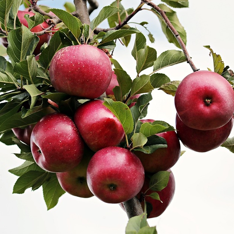 Red Rome Apple Tree