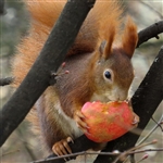 Wildlife Apple Tree