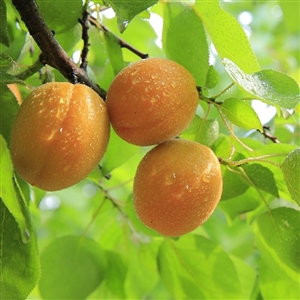 Moorpark Apricot Tree