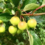 Transcendent Crabapple Tree