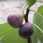 Tennessee Mountain Fig Tree