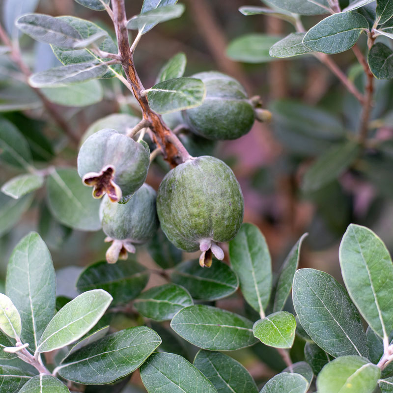 Pineapple Guava