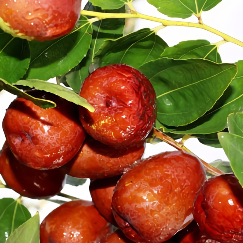 Lang Jujube Tree