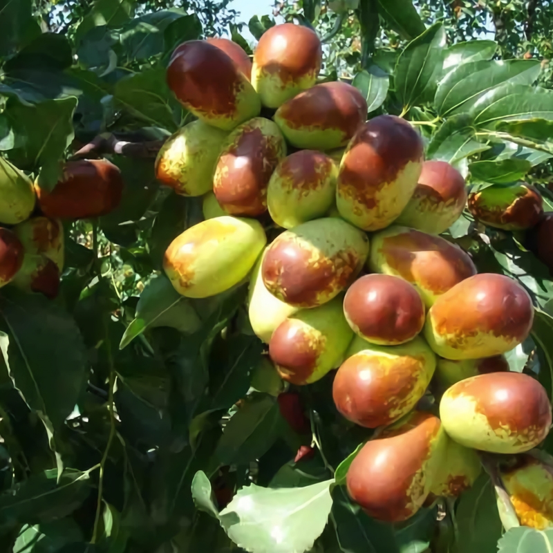 Sherwood Jujube Tree