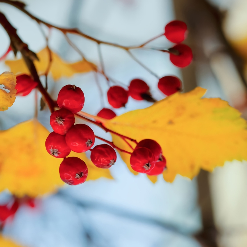 Swamp Mayhaw Tree