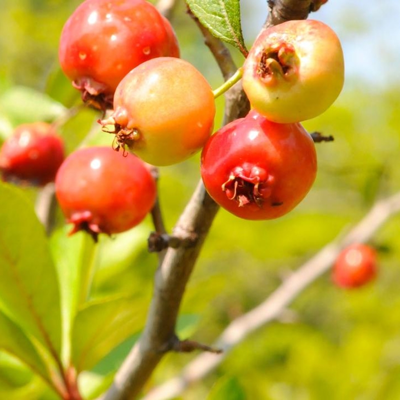 Wildlife Mayhaw Trees