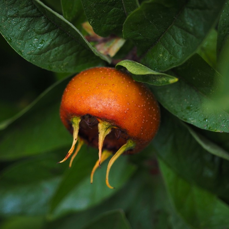 Breda Giant Medlar Tree