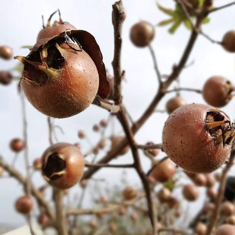 Marron Medlar Tree