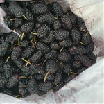 Black Beauty Mulberry tree