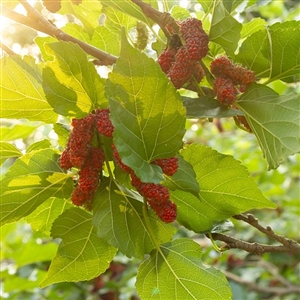 Gelato Red Mulberry Tree