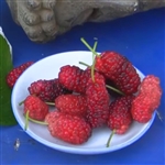 Mystic Red Mulberry Tree