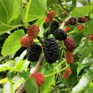 Wildlife Mulberry Tree