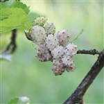 Whitey White Mulberry Tree