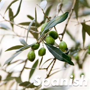 Arbosana Olive Tree