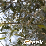 Kalamata Olive Tree