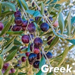 Koroneiki Olive Tree