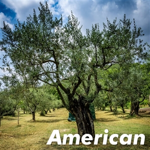 Lucca Olive Tree