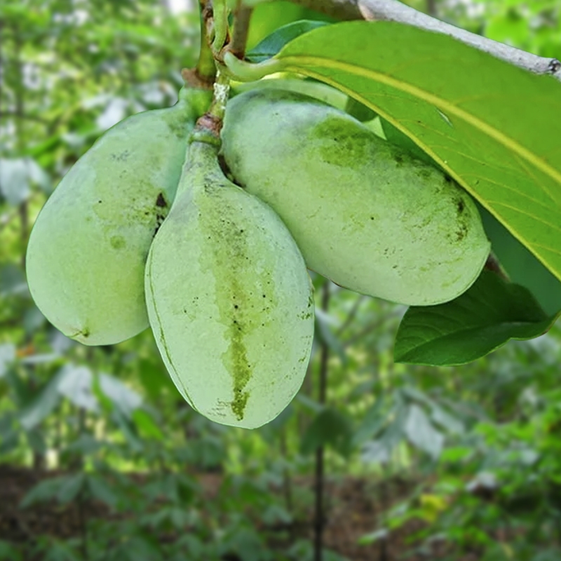 Paw Paw Tree