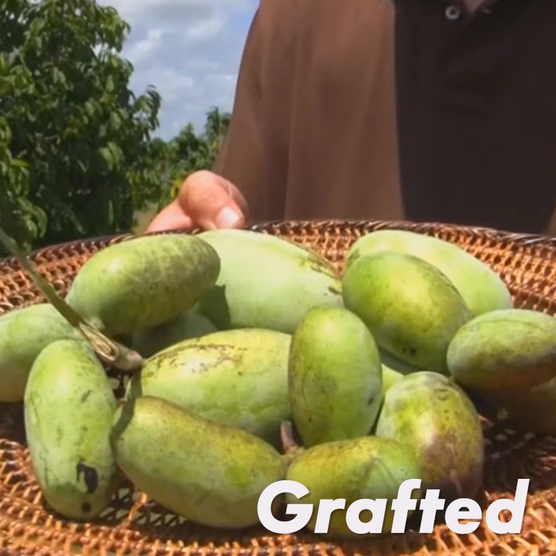 Shenandoah Paw Paw Tree