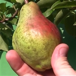 Leconte Pear Tree