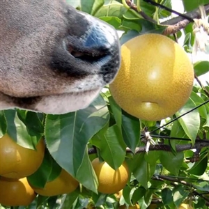 Wildlife Pear Tree