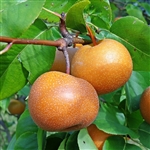 Shinko Asian Pear Tree