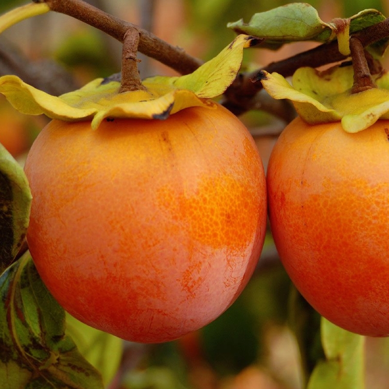 American Wildlife Persimmon Tree