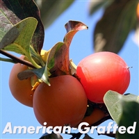 Yates American Persimmon Tree