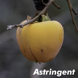 Hachiya Persimmon Tree