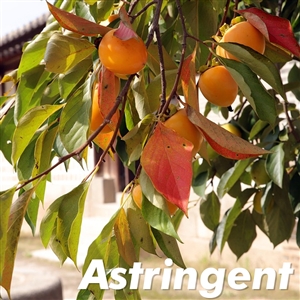 Korean Persimmon Tree