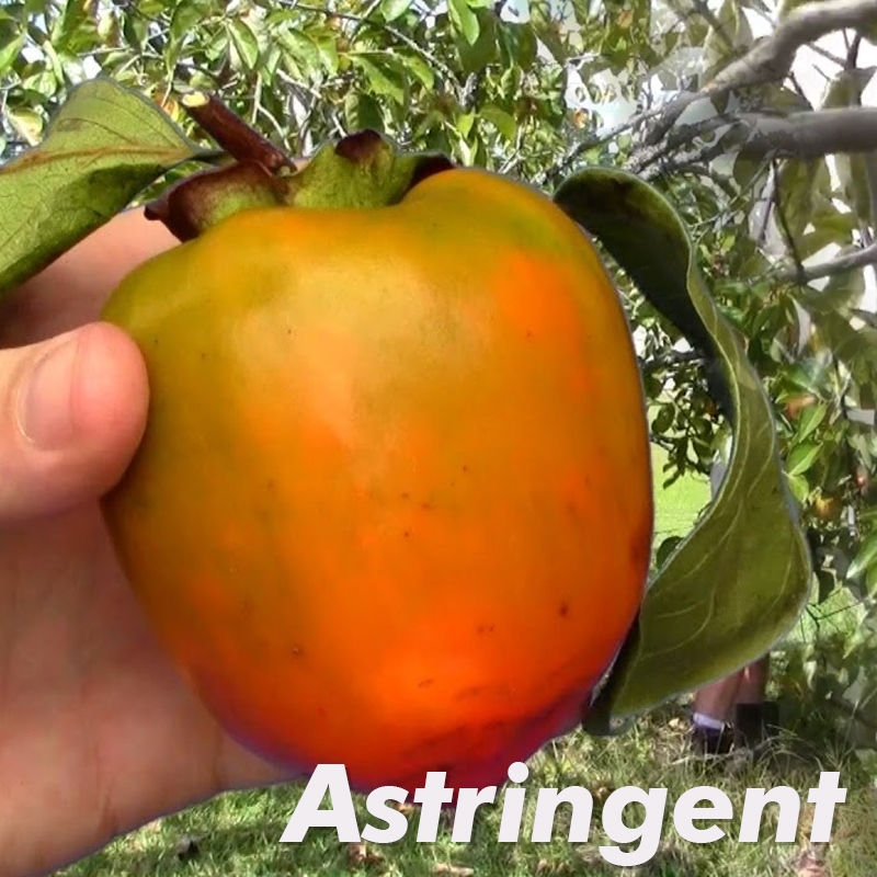 Tanenashi Persimmon Tree