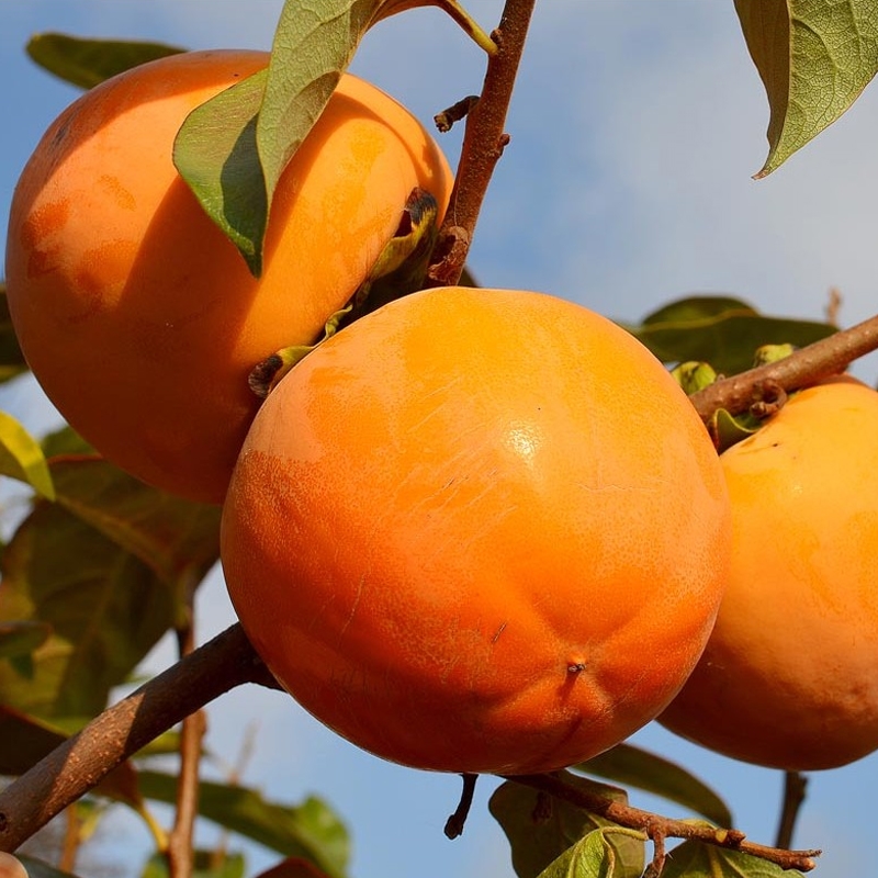 Japanese Wildlife Persimmon Tree