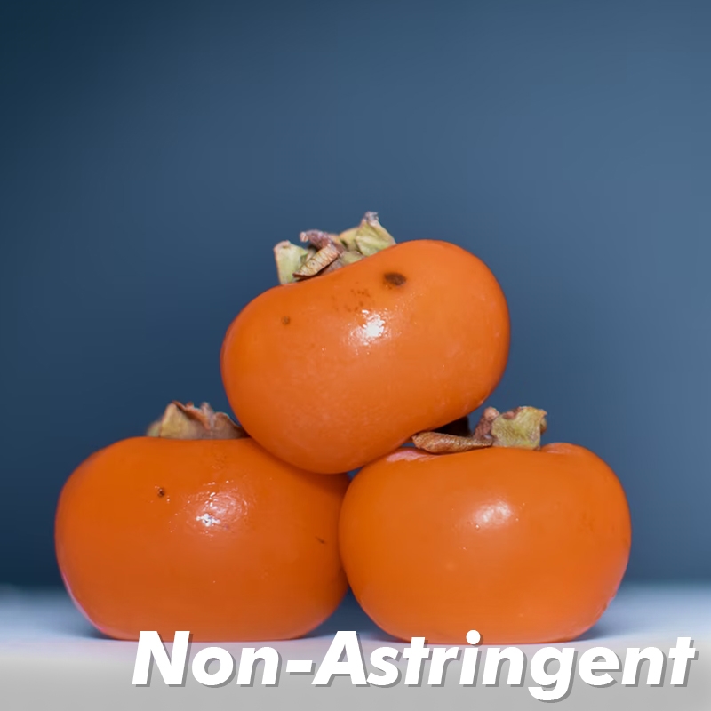 Maekawa Jiro Persimmon Tree