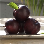 Au Producer Plum Tree