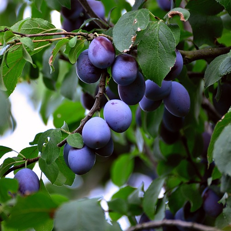 Blue Damson Plum Tree