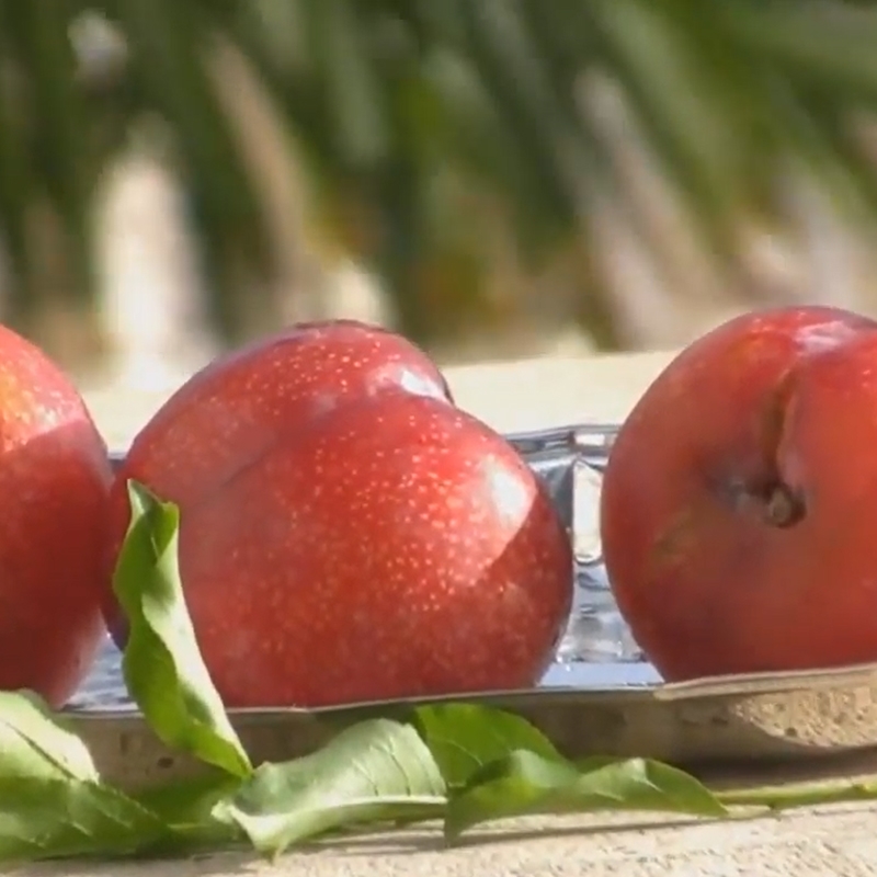 Crimson Red Plum Tree