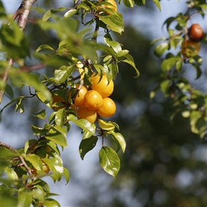 June Yellow Plum Tree