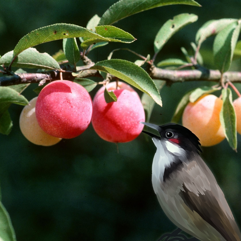 Wildlife Plum Tree