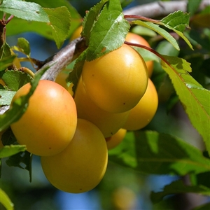 Golden Nectar Plum Tree