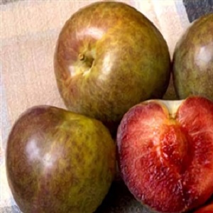 Buy Flavor Supreme Pluot Trees