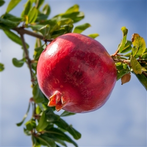Russian Pomegranate Tree