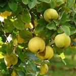 Orange Quince Tree