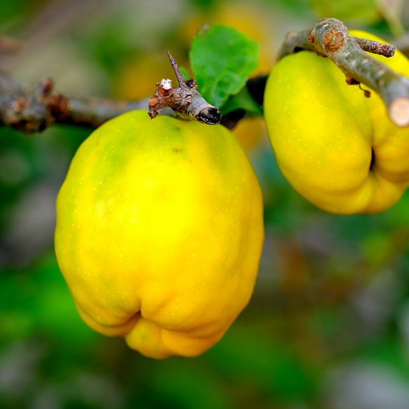 Pineapple Quince Tree