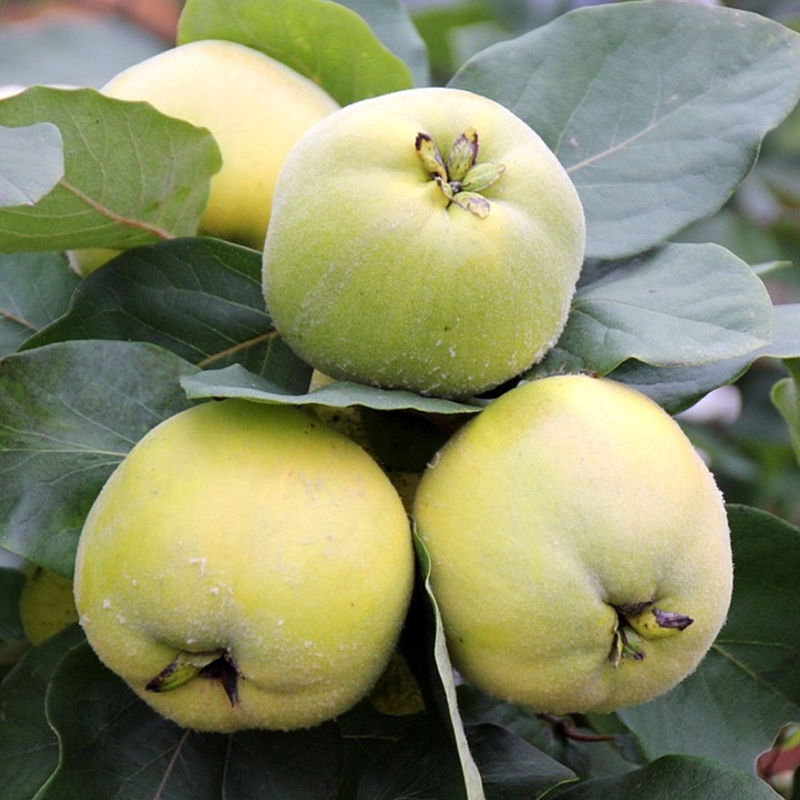 Smyrna Quince Tree